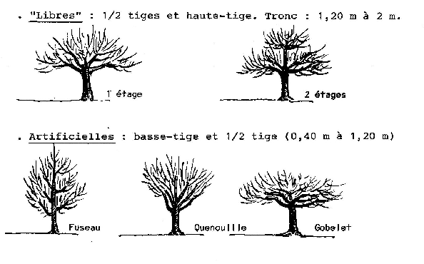 Basse et haute tige