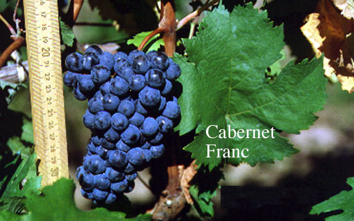 cabernet franc